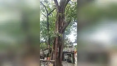 I went through the PMC tree-felling docket for Kasba Peth and found several irregularities