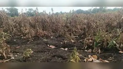 Seed firms question panchanamas as Maharashtra probes 22,000 soybean: The wider industry impact