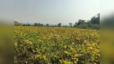 Panchanamas crawl, 7,000 hectares covered in a week — Pune: The wider industry impact