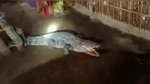 Crocodile strays into house, safely rescued: The wider industry impact