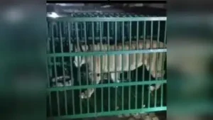 Kanpur: Lioness Bijli was brought to Kanpur Zoo from Indore’s Kamla: The wider industry impact