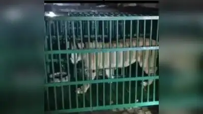 Kanpur: Lioness Bijli was brought to Kanpur Zoo from Indore’s Kamla: The wider industry impact