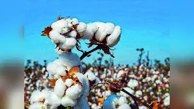 ₹9,260 a quintal for cotton, but El Nino threatens yields: The wider industry impact