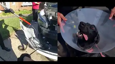 Python found in New Jersey woman's car (left); K-9 Wouter bitten by suspect in Southern