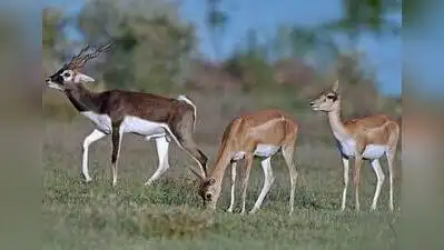 Amid conservation push, number of blackbucks in Prayagraj sanctuary: The wider industry impact
