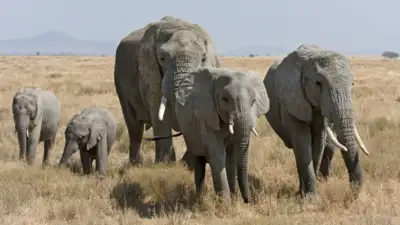 Carol Buckley founded an elephant sanctuary in Tennessee in 1995, providing a refuge