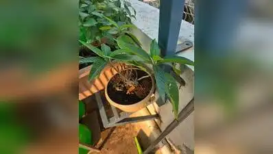 Pune: With growing interest in traditional wellness and home gardening, people are increasingly