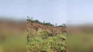One hectare of Forest land near NDA where Miyawaki plantation has: The wider industry impact