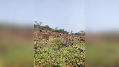 One hectare of Forest land near NDA where Miyawaki plantation has: The wider industry impact