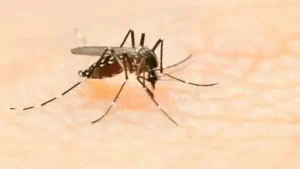 Mumbai recorded 1,378 cases of dengue in Sept: The wider industry impact