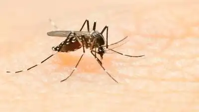 Mumbai recorded 1,378 cases of dengue in Sept: The wider industry impact