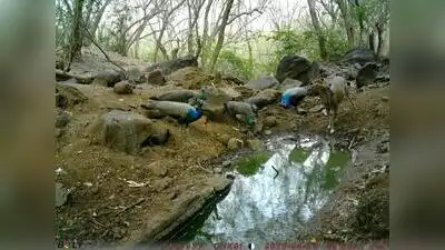 Birds and animals caught on trap cameras using a watering hole: The wider industry impact