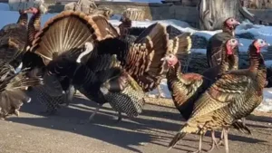 In a Utah town, wild turkeys grew from a small flock to as many as 100 birds; after residents