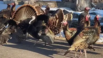 In a Utah town, wild turkeys grew from a small flock to as many as 100 birds; after residents