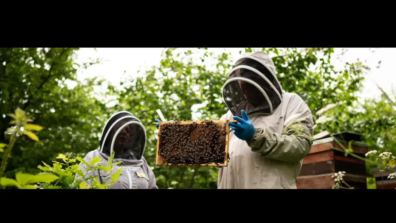 King Charles III and Queen Camilla’s royal beekeeping activities are linking honey production