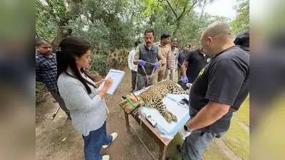 Wildlife Institute of India scientist Bilal Habib, who has led leopard research in Junnar, said