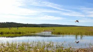 Wildlife began using the habitat within days, and the wetland also: The wider industry impact