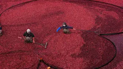 Two cranberry bogs in Massachusetts that had stopped making money have returned to active