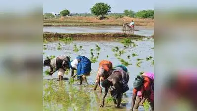 Chennai: Cauvery delta districts may have water for irrigating paddy crops of the samba season