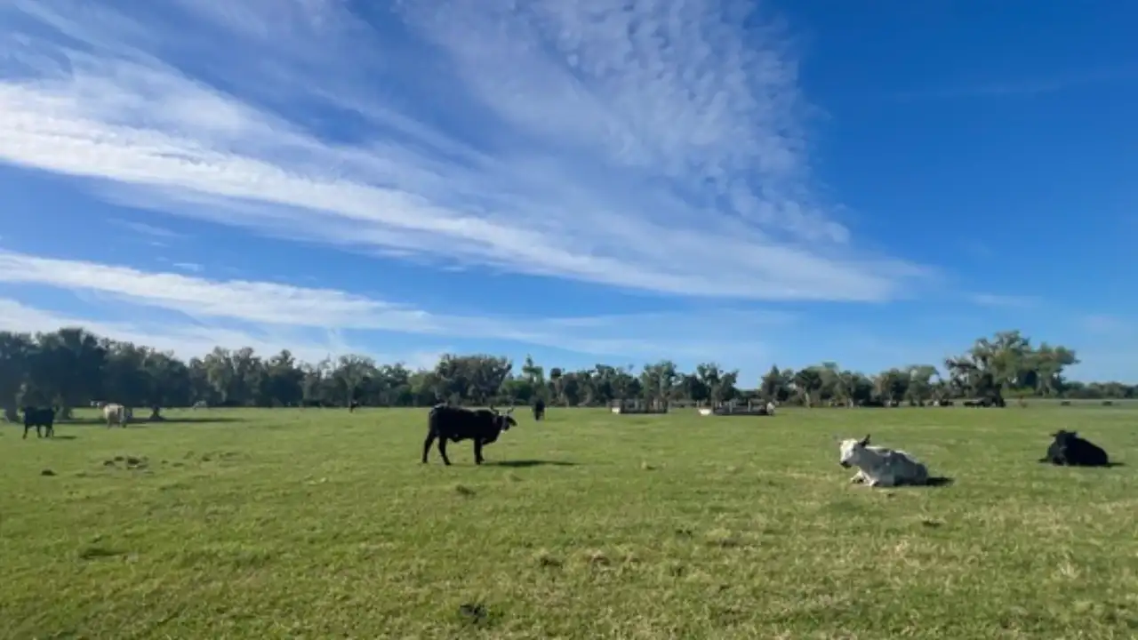 A 219-acre Florida cattle ranch facing development pressure was: The wider industry impact
