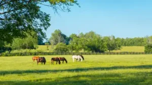 A 219-acre Florida cattle ranch facing development pressure was: The wider industry impact