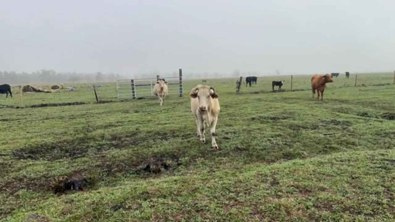 A 219-acre Florida cattle ranch facing development pressure was: The wider industry impact