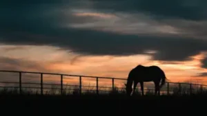 After 65+ years of family ranching, Florida approved a $12.9 million: The wider industry impact