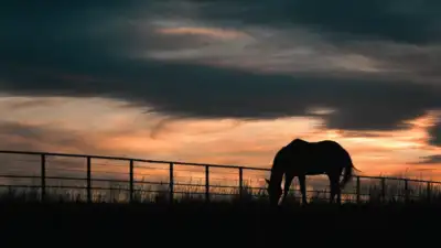 After 65+ years of family ranching, Florida approved a $12.9 million: The wider industry impact