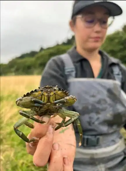 Washington state captured a record 2.16 million invasive European: The wider industry impact