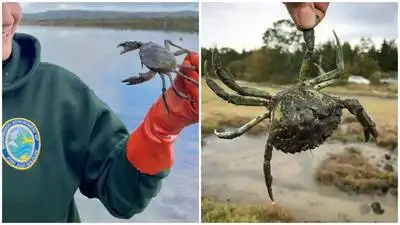 Washington state captured a record 2.16 million invasive European: The wider industry impact