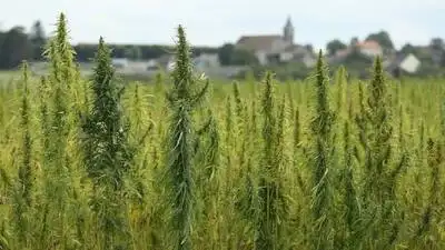 Georgia police aircraft allegedly destroyed $37,000 worth of legal hemp in 2021