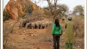 Kristin Davis helped rescue one-year-old elephant after finding her alone in Kenya; years later