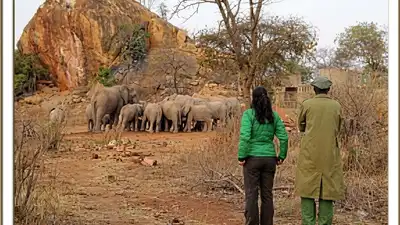 Kristin Davis helped rescue one-year-old elephant after finding her alone in Kenya; years later