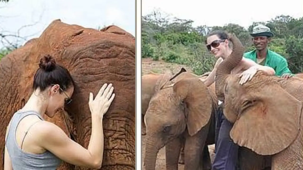 Kristin Davis helped rescue one-year-old elephant after finding her alone in Kenya; years later