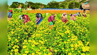 TN'S TIME TO BLOOM: The wider industry impact