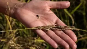 Italian rice farmer Alice Cerutti has restored about a third: The wider industry impact