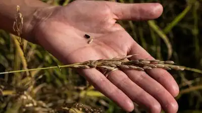 Italian rice farmer Alice Cerutti has restored about a third: The wider industry impact