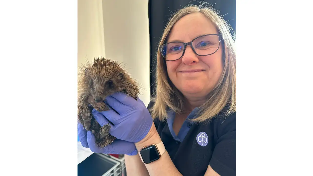By November 2025, the couple had treated more than 622 hedgehogs: The wider industry impact