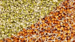 Moong usually sprouts in 24 to 36 hours in winter, while chana can take 48 to 72
