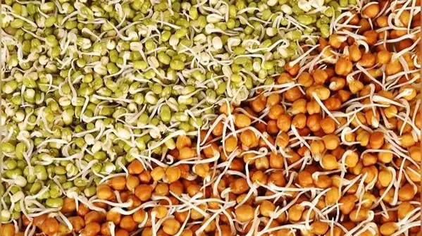 Moong usually sprouts in 24 to 36 hours in winter, while chana can take 48 to 72