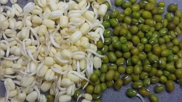 Moong usually sprouts in 24 to 36 hours in winter, while chana can take 48 to 72