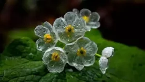 Meet the 'skeleton flower' that turns transparent when it rains — Diphylleia grayi