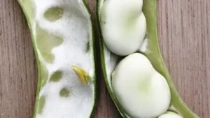 A Somerset family has grown the same broad bean since 1875; 150: The wider industry impact