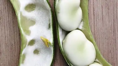 A Somerset family has grown the same broad bean since 1875; 150: The wider industry impact