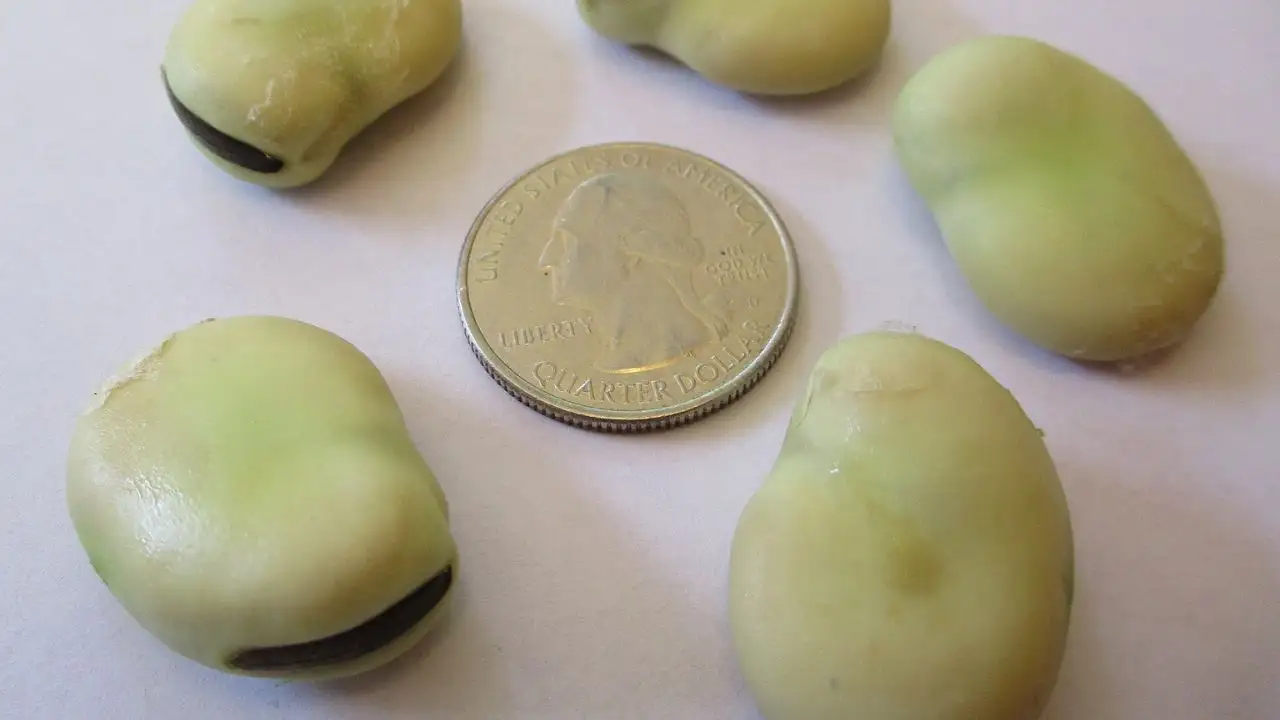 A Somerset family has grown the same broad bean since 1875; 150: The wider industry impact