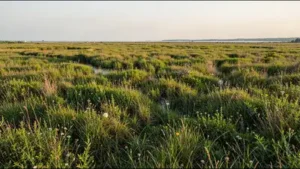 It records the initial response to lowered water levels, the later: The wider industry impact