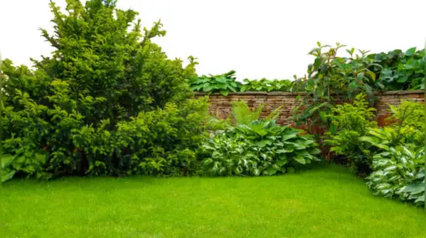 But people who talk to their plants are often doing more than watering and wishing them well