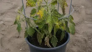 Often misunderstood, light deficiency is a common reason for plant’s leaves getting yellow