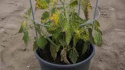 Often misunderstood, light deficiency is a common reason for plant’s leaves getting yellow