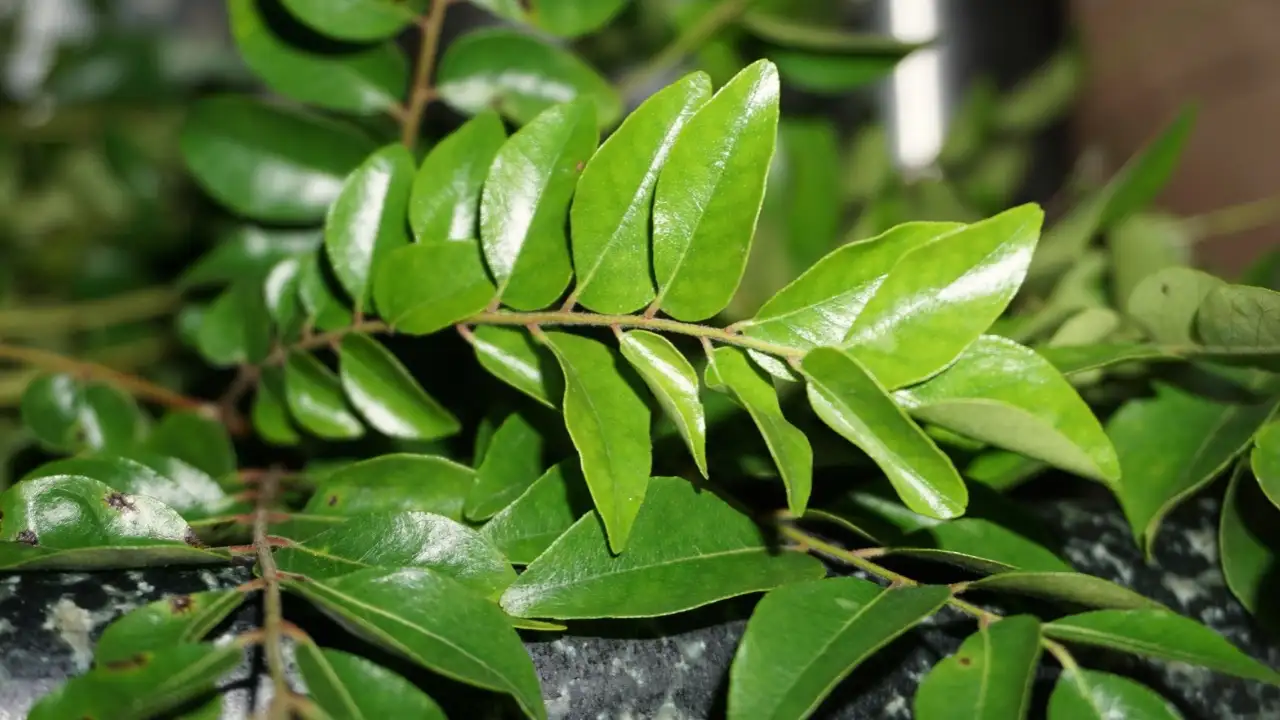 How to grow curry leaves in a pot and 7 mistakes that can kill the plant